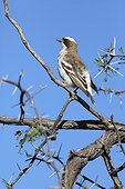 White-browed sparrow-weaver on a branch - Botswana