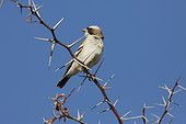 White-browed sparrow-weaver on a branch - Botswana