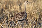 Red-crested Bustard female in the savannah - Botswana