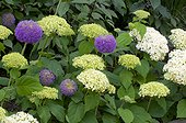 Hydrangea 'Annabelle' and giant onions in bloom in a garden