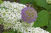 Hydrangea 'Annabelle' and giant onions in bloom in a garden