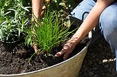 Plantation of aromatic plants in a container