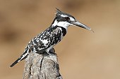 Pied Kingfisher on a branch - Botswana