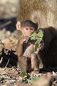 Young olive baboon eating a leaf - Botswana