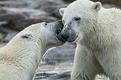 Polar Bears Sparring - Hudson Bay Canada