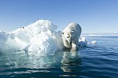 Ours polaire sur un iceberg - Baie d'Hudson Canada