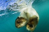 Ours polaire nageant sous la surface - Baie d'Hudson Canada