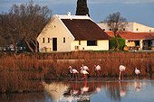 Gardian hut and Rosy Greater Flamingos - Camargue France ; Traditionnal house of a gardian with its tached roof and pink flamingoes .