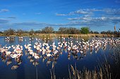 Greater Rosy Flamingos at rest in marshes - Camargue France ;  the Ornithological park of Pont de Gau, created in 1949 by Andre Lamouroux, welcome the bird lovers who can discover many species of birds (here pink flamingoes) along 6km of footpaths. 