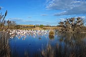 Greater Rosy Flamingos at rest in marshes - Camargue France ;  the Ornithological park of Pont de Gau, created in 1949 by Andre Lamouroux, welcome the bird lovers who can discover many species of birds (here pink flamingoes) along 6km of footpaths. 