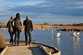 Tourists and Rosy Greater Flamingos - Camargue France ;  the Ornithological park of Pont de Gau, created in 1949 by Andre Lamouroux, welcome the bird lovers who can discover many species of birds (here pink flamingoes) along 6km of footpaths. 