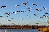 Rosy Greater Flamingos in flight - Camargue France ; the Ornithological park of Pont de Gau, created in 1949 by Andre Lamouroux, welcome the bird lovers who can discover many species of birds (here pink flamingoes) along 6km of footpaths.