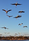 Rosy Greater Flamingos in flight - Camargue France ;  the Ornithological park of Pont de Gau, created in 1949 by Andre Lamouroux, welcome the bird lovers who can discover many species of birds (here pink flamingoes) along 6km of footpaths. 