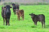 Camargue cows and calves - Camargue France