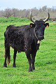 Camargue bull in a meadow - Camargue France