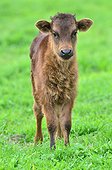 Camargue calf in a meadow - Camargue France
