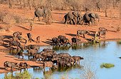 Elephants and Buffaloes at waterhole - Zimbabwe Hwange ; All the ponds of the Hwange National Park are artificials. There were dug in 1928 when the park was created.