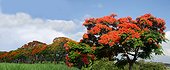 Flamboyant flowers - Reunion Island 