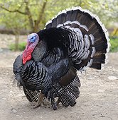 Bronze turkey male- France Alsace