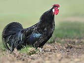 Alsatian Cock singing on ground - Alsace France