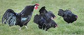 Alsatian Hens and Cock singing on ground - Alsace France