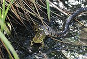 Grass snake catching a Green Frog - Alsace France 