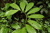 Ginger foliage - Tresor Reserve French Guiana