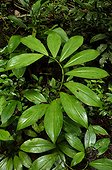 Ginger foliage - Tresor Reserve French Guiana