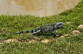 Green Iguana on the bank - French Guiana