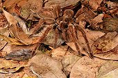 Goliath birdeater tarantula on forest floor - French Guiana
