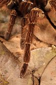 Goliath birdeater tarantula paw - French Guiana