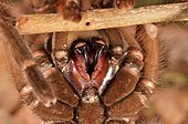 Goliath birdeater tarantula hooks - French Guiana