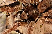 Goliath birdeater tarantula on forest ground - French Guiana