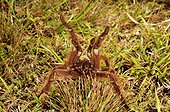 Goliath birdeater tarantula intimidating - French Guiana