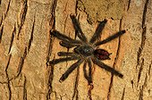 Young Pinktoe tarantula on a trunk - French Guiana