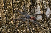 Young Pinktoe tarantula on a trunk - French Guiana