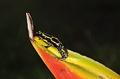 Young Dart poison frog on Heliconia - Matoury French Guiana ; Ranitomeya amazonica on Heliconia - Matoury French Guiana