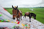 Horses before the race during Lapste - Tibet China ; Equestrian Festival Lapste <br>Before racing, the riders and their horses are praying gods by turning around a stupa and throwing sacred papers in the air.