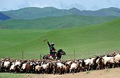 Sheperd bringing his goats for milking - Tibet China ; .