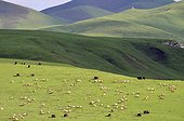 Goats and yaks in the highlands - Tibet China ; .
