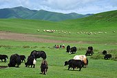 Herd of yaks in the highlands - Tibet China  ; The yak provides whool, meat and milk to the tibetans people.
