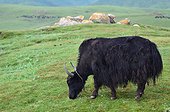 Yack grazing - Tibet China  ; The yak provides whool, meat and milk to the tibetans people.