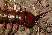 Giant centipede on ground - New Caledonia