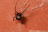 Redback Spider - New Caledonia