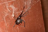 Redback Spider - New Caledonia