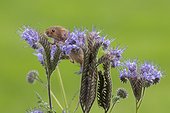 Harvest Mouse perched on a Blue Tansy in summer - GB