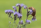 Harvest Mouse perched on a Blue Tansy in summer - GB