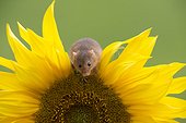 Harvest Mouse in a Sunflower in summer - GB