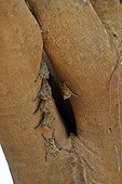 Long-nosed bat on a trunk - Panatanal Brazil