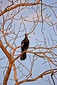 Red-throated Piping Guan on a branch - Brazil Pantanal